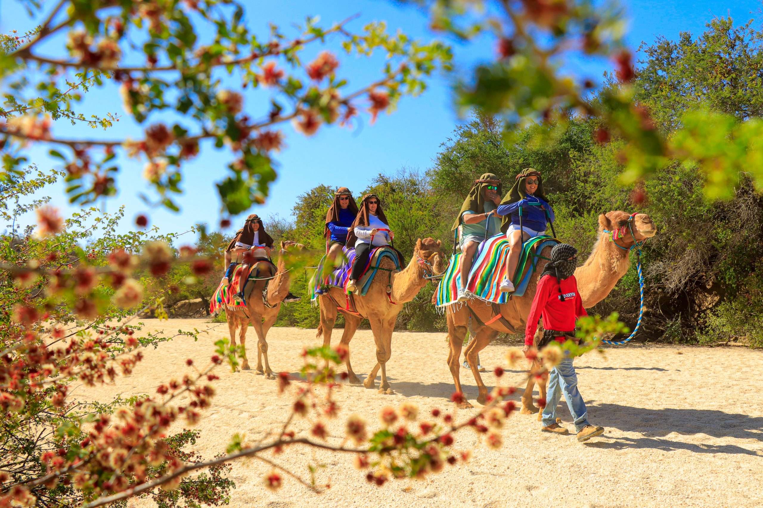 Camel Quest